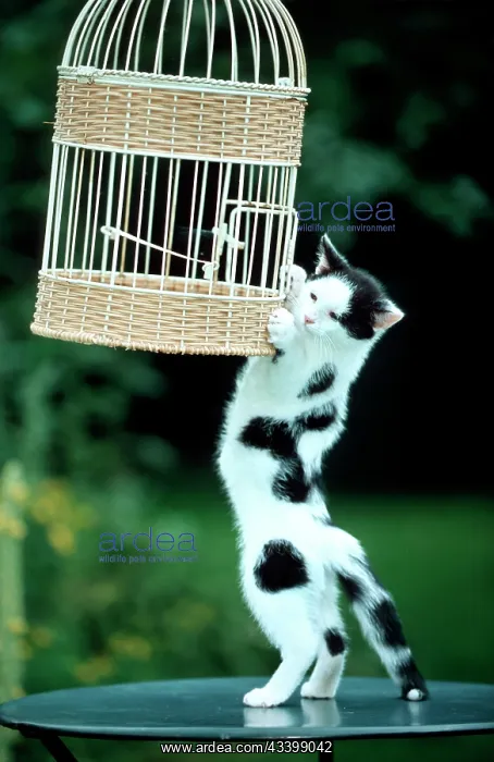  : Cat - Hanging on birdcage in garden
