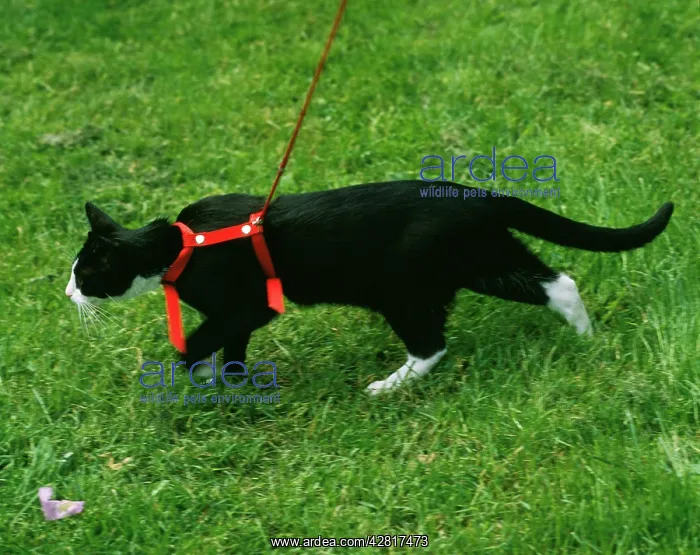 : Cat - with harness : Cat - with harness