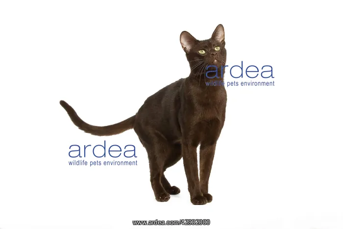  : Cat - Havana Brown in studio