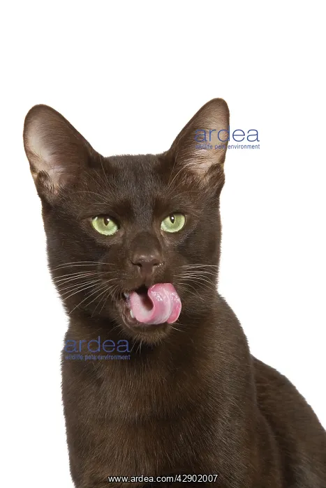  : Cat - Havana Brown in studio
