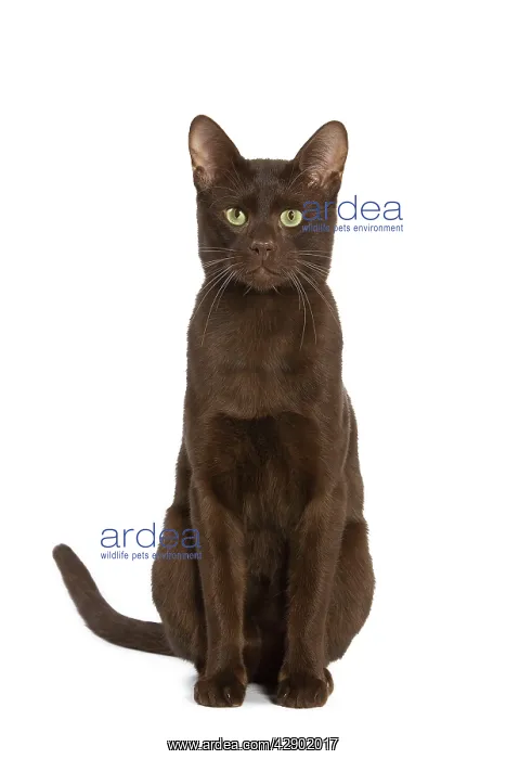  : Cat - Havana Brown in studio