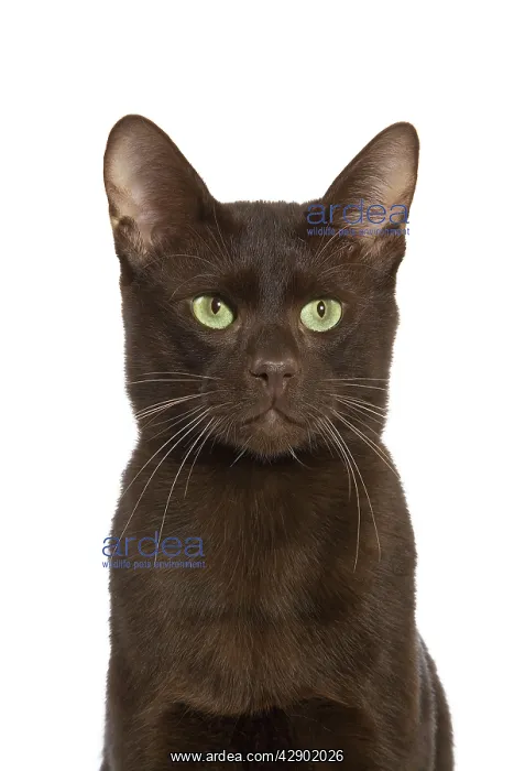  : Cat - Havana Brown in studio