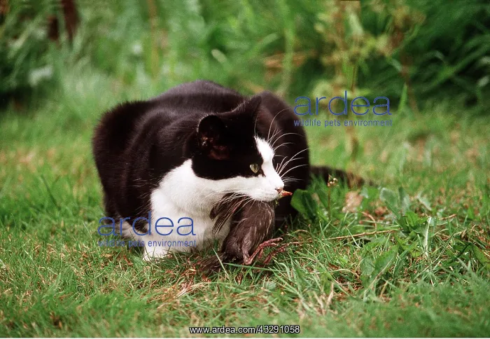 : CAT - Having caught bird : CAT - Having caught bird