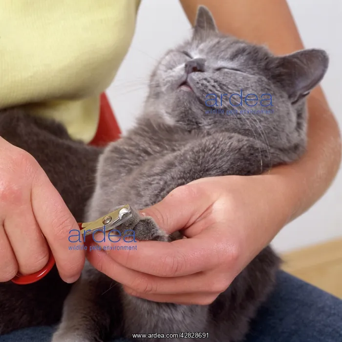 : Cat - having claws clipped