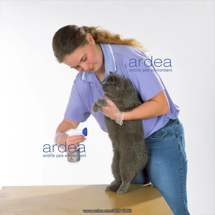  : Cat - having flea spray applied
