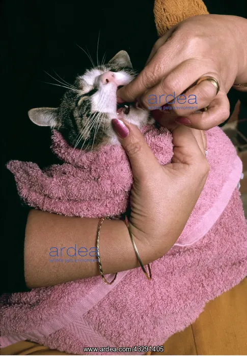 : CAT - Having a pill administered / Being Wormed : CAT - Having a pill administered / Being Wormed