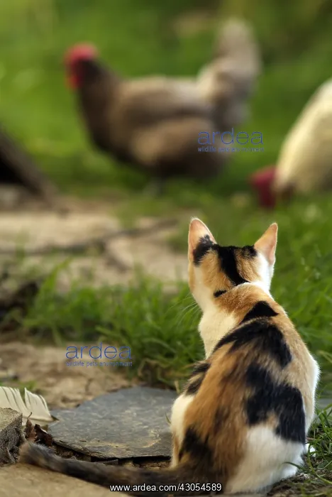 : Cat in a hen house Normandy France : Cat in a hen house Normandy France