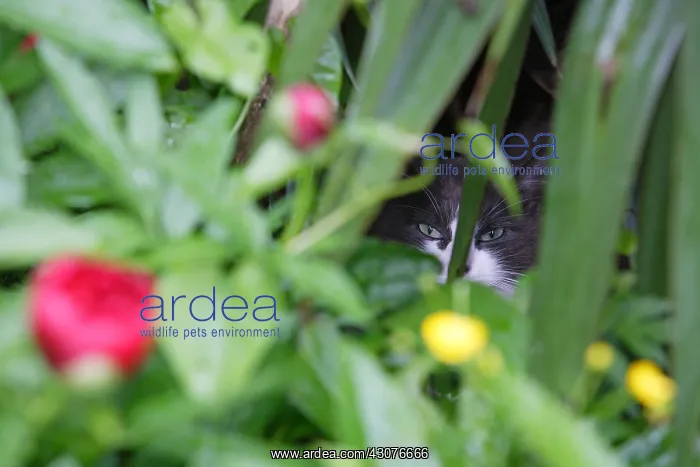: Cat hidden in flowers Manche : Cat hidden in flowers Manche