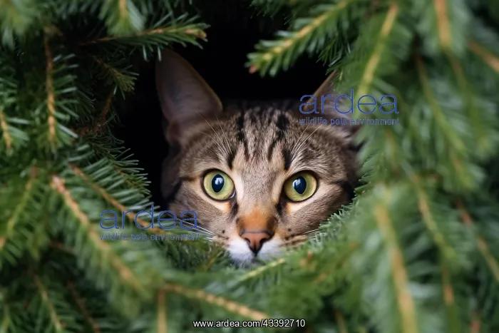 : Cat hiding in Christmas tree. KI generiert, generiert : Cat hiding in Christmas tree. KI generiert, generiert