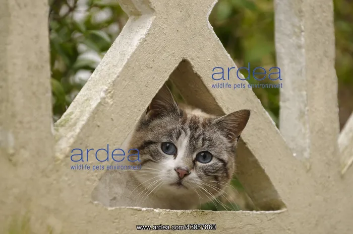 : Cat hiding behind a fence Yport France : Cat hiding behind a fence Yport France