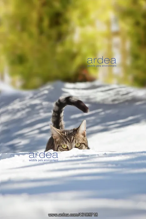 : Cat hiding in the snow, Bavaria, Germany, Europe : Cat hiding in the snow, Bavaria, Germany, Europe