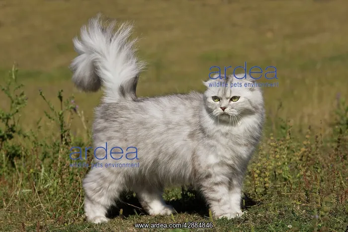  : Cat - Highland Fold