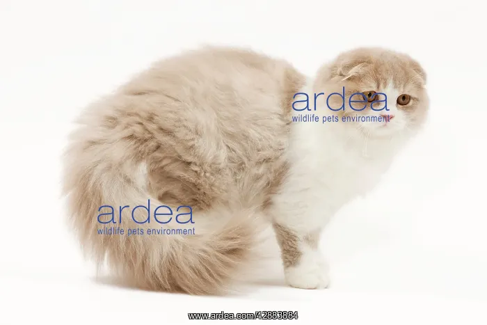  : Cat - Highland Fold in studio