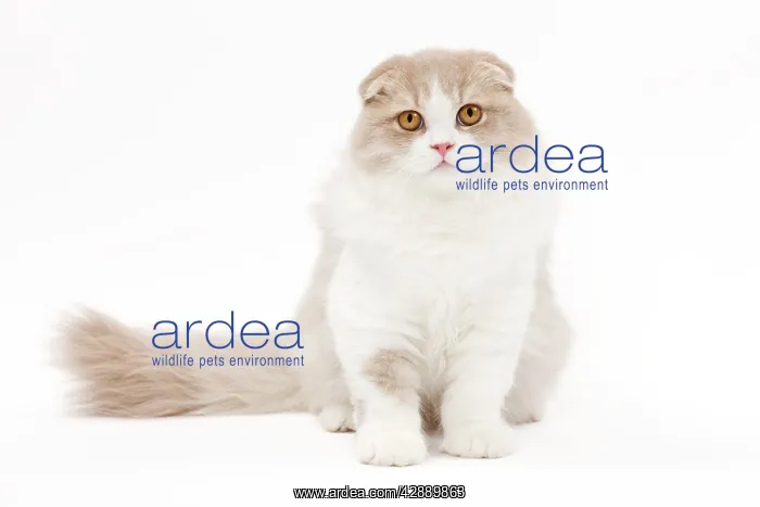  : Cat - Highland Fold in studio