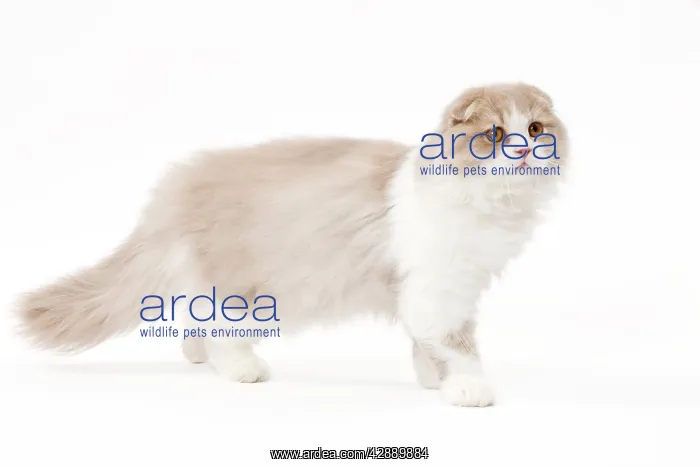  : Cat - Highland Fold in studio