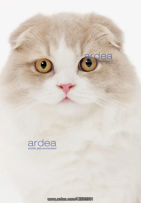  : Cat - Highland Fold in studio