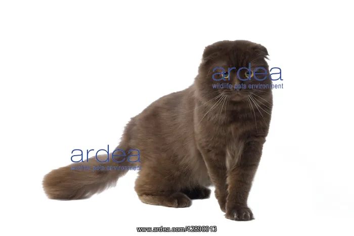  : Cat - Highland Fold in studio