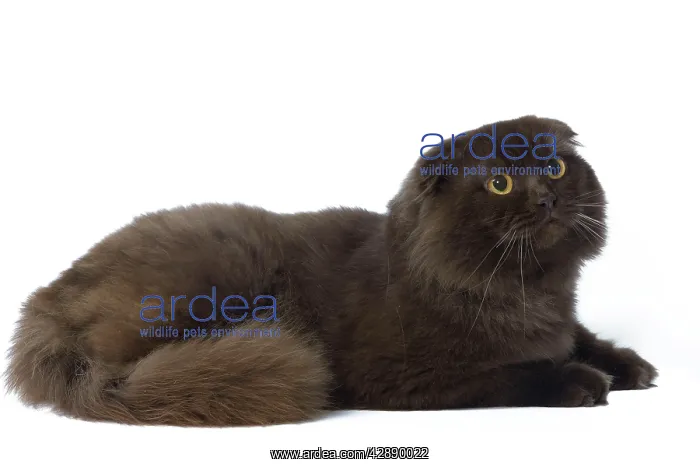  : Cat - Highland Fold in studio