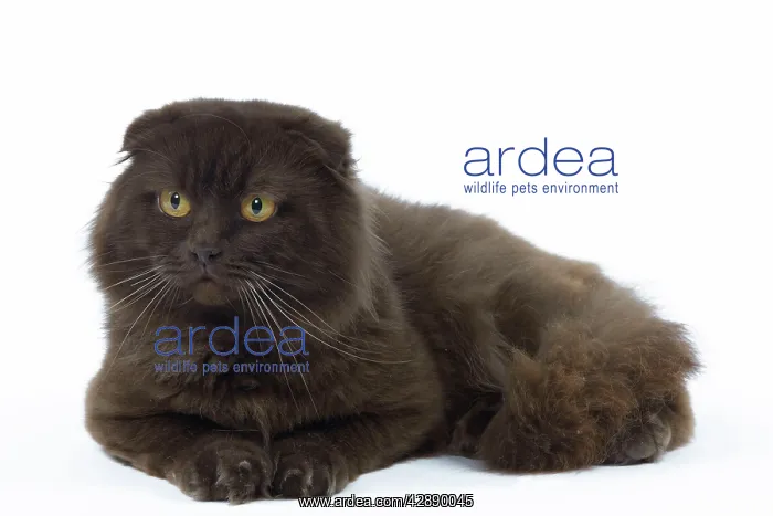  : Cat - Highland Fold in studio