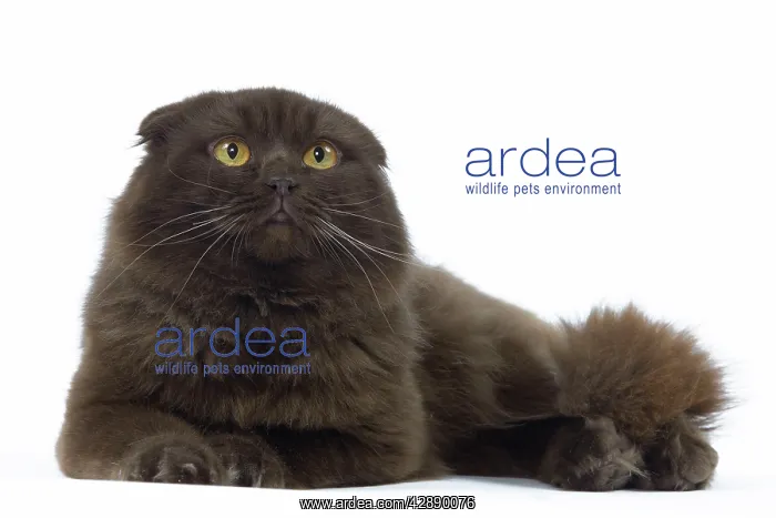  : Cat - Highland Fold in studio