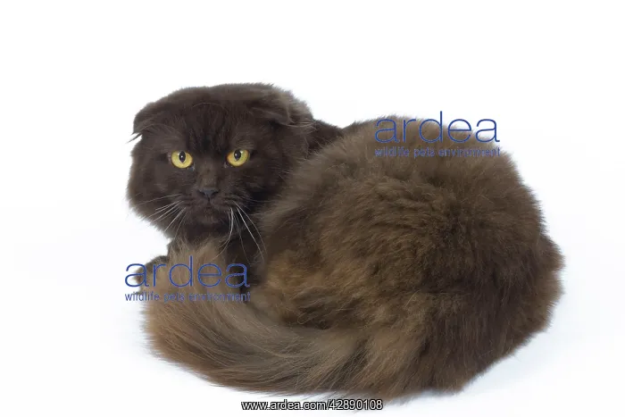  : Cat - Highland Fold in studio