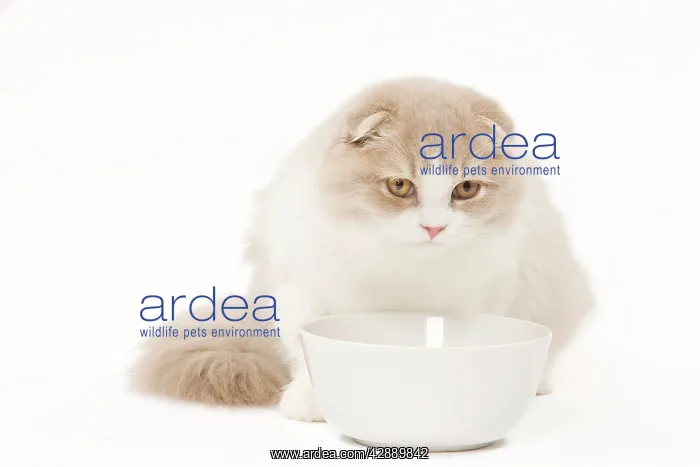  : Cat - Highland Fold in studio with food bowl