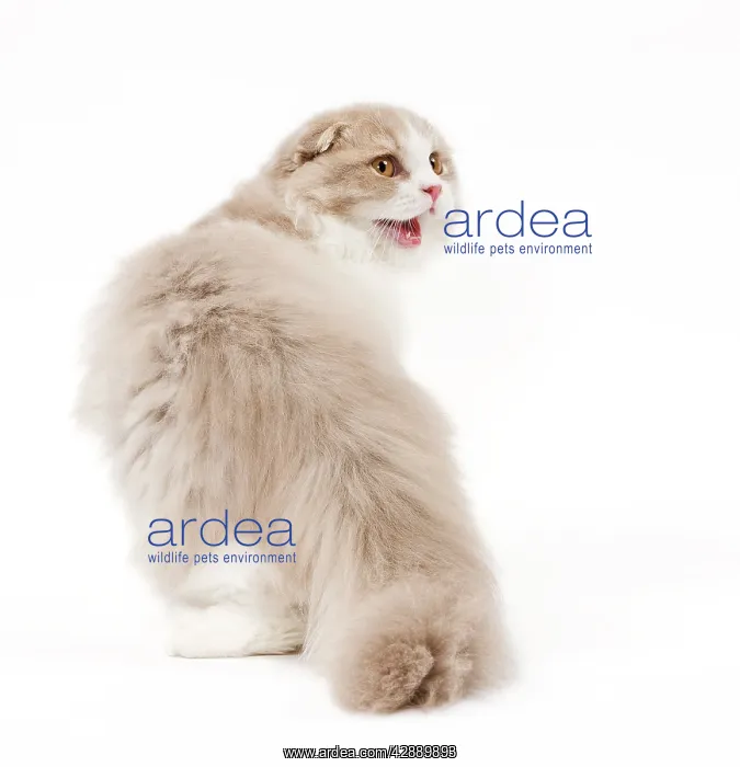  : Cat - Highland Fold in studio miaowing