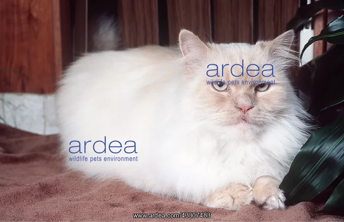 : CAT - Himalayan Flame Point Cat : CAT - Himalayan Flame Point Cat