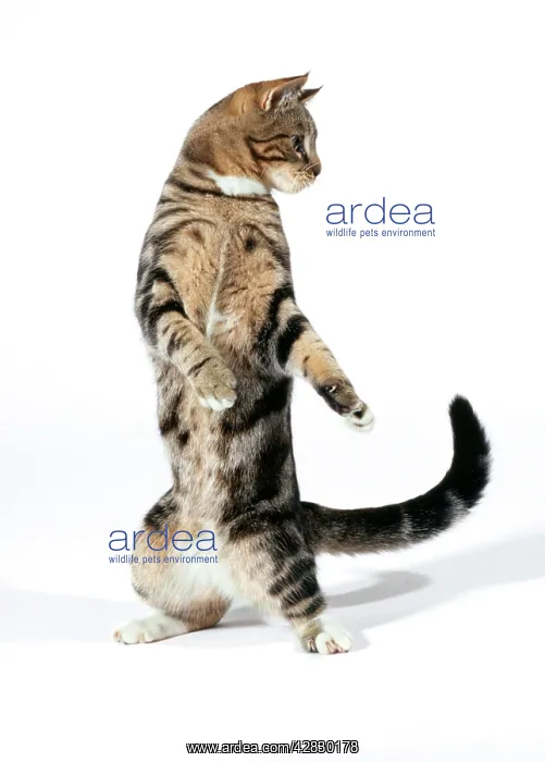  : Cat - on hind legs playing