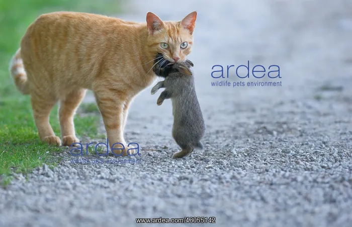 : Cat holding a rabbit in its mouth : Cat holding a rabbit in its mouth
