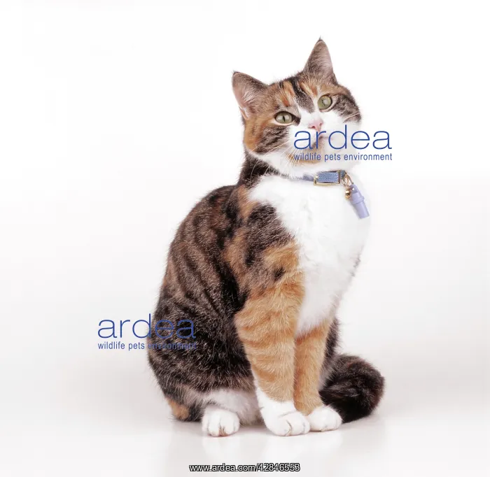 : CAT - With identity collar and identity tag : CAT - With identity collar and identity tag
