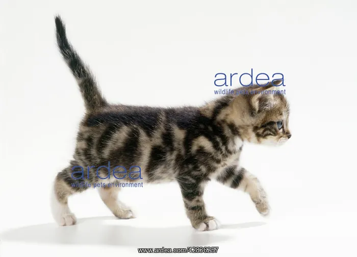 : Cat - inquisitive kitten, 35 days old : Cat - inquisitive kitten, 35 days old