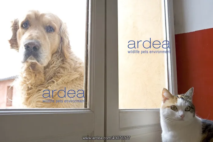 : Cat inside and Dog outside a house France : Cat inside and Dog outside a house France