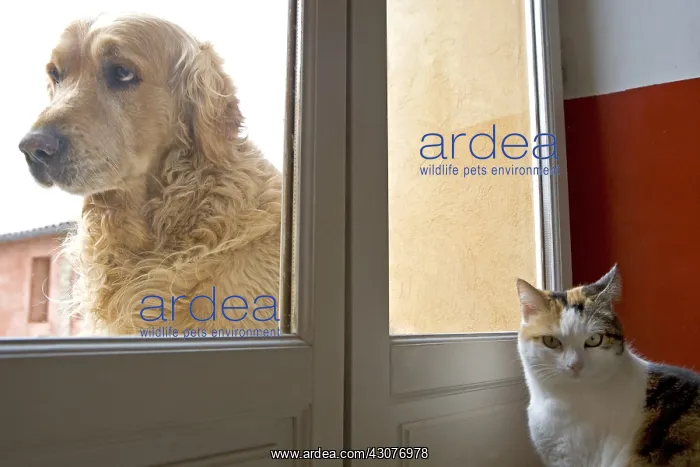 : Cat inside and Dog outside a house France : Cat inside and Dog outside a house France