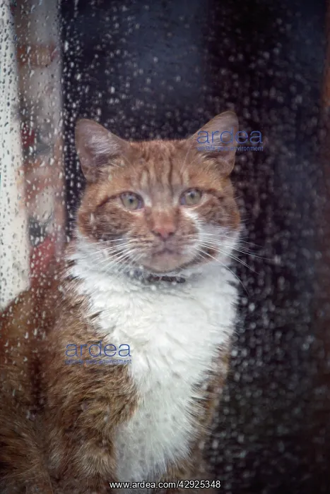  : Cat - inside house looking out of window at the rain