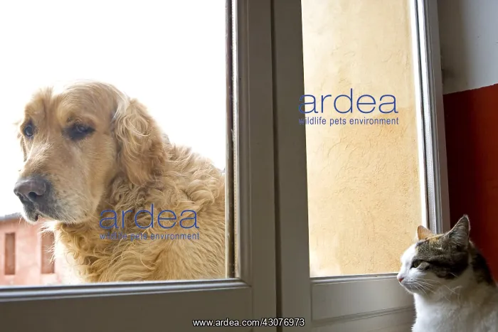 : Cat inside watching a Dog outside France : Cat inside watching a Dog outside France