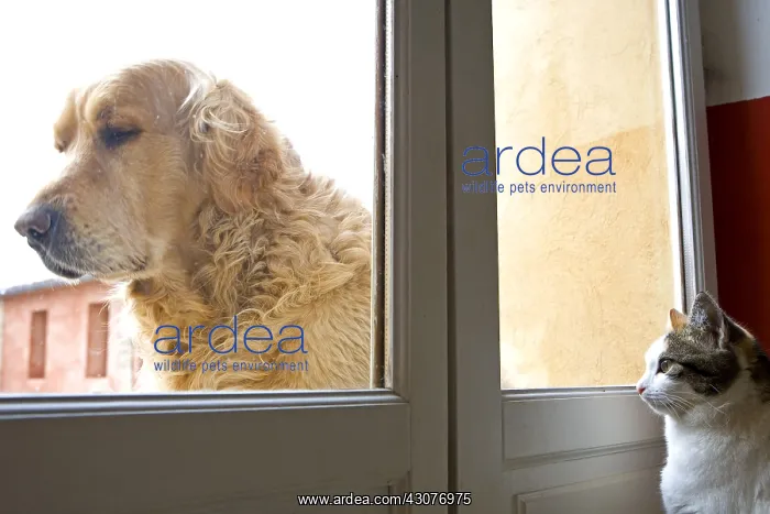 : Cat inside watching a Dog outside France : Cat inside watching a Dog outside France