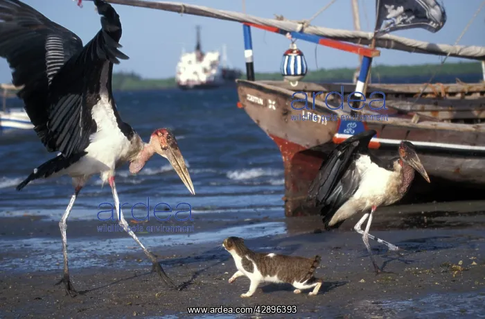 : Cat - on the Island of Lamu : Cat - on the Island of Lamu