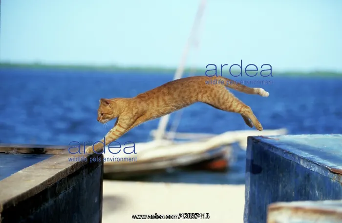 : Cat - on the Island of Lamu : Cat - on the Island of Lamu