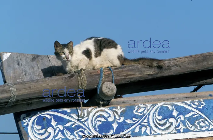 : Cat - on the Island of Lamu : Cat - on the Island of Lamu