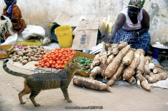 : Cat - on the Island of Lamu : Cat - on the Island of Lamu