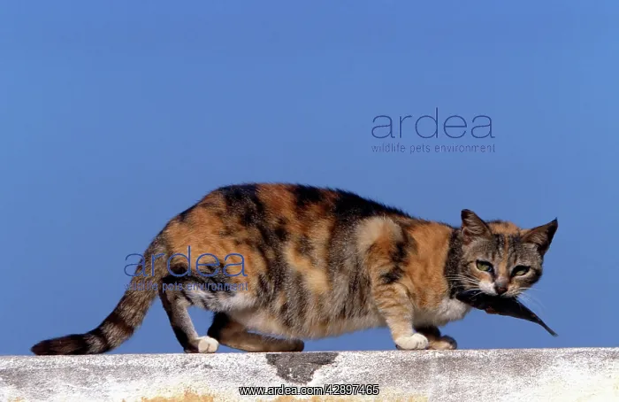 : Cat - on the Island of Lamu : Cat - on the Island of Lamu