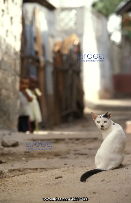 : Cat - on the Island of Lamu : Cat - on the Island of Lamu