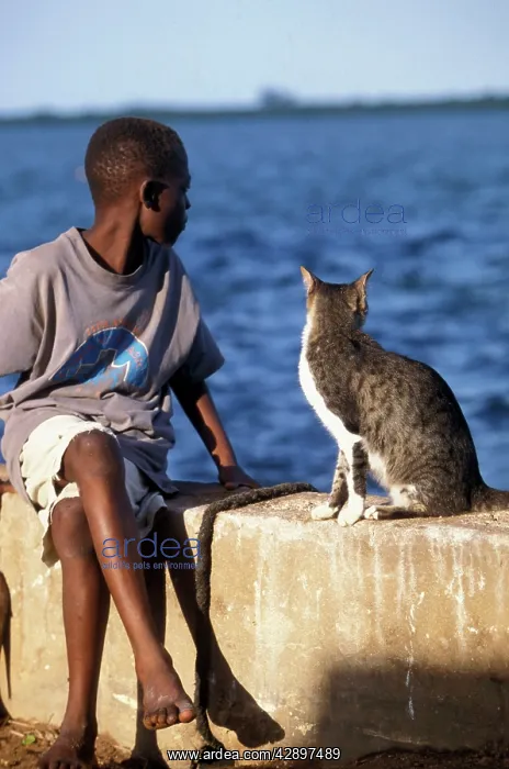 : Cat - on the Island of Lamu : Cat - on the Island of Lamu