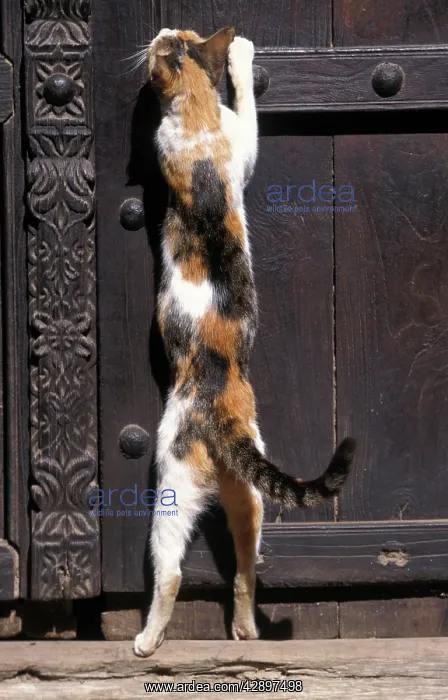 : Cat - on the Island of Lamu : Cat - on the Island of Lamu