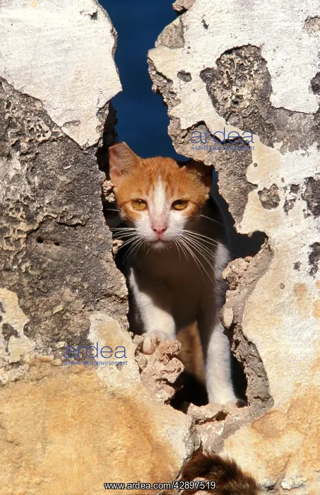 : Cat - on the Island of Lamu : Cat - on the Island of Lamu