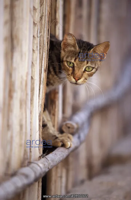  : Cat - on the Island of Lamu - Indian Ocean