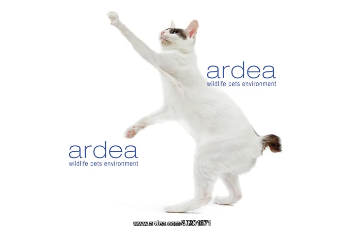 : Cat - Japanese Bobtail : Cat - Japanese Bobtail