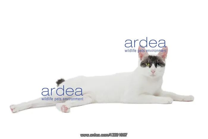 : Cat - Japanese Bobtail : Cat - Japanese Bobtail