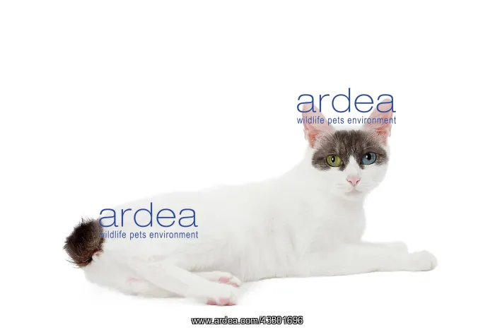 : Cat - Japanese Bobtail : Cat - Japanese Bobtail